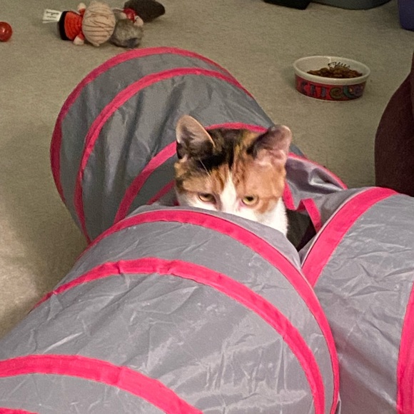 Sometimes you just need a friend to give you a hug. 😺💙 - Picture 6 of 10